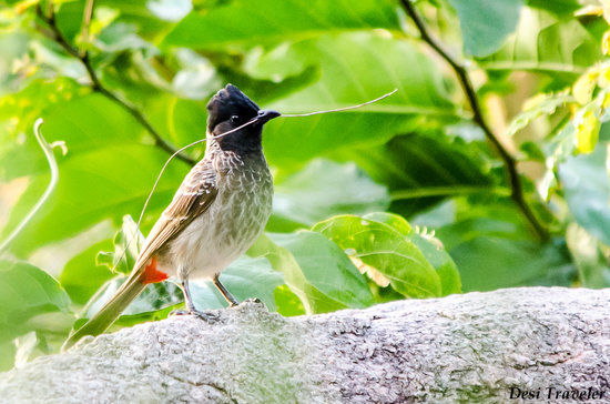 Mrigavani Wildlife Park